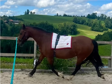 Pferd mit Sensoren bei der Ganganalyse