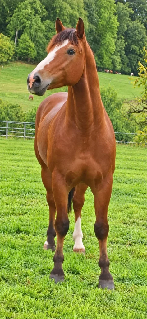 Aufmerksames Pferd auf einer grünen Weide