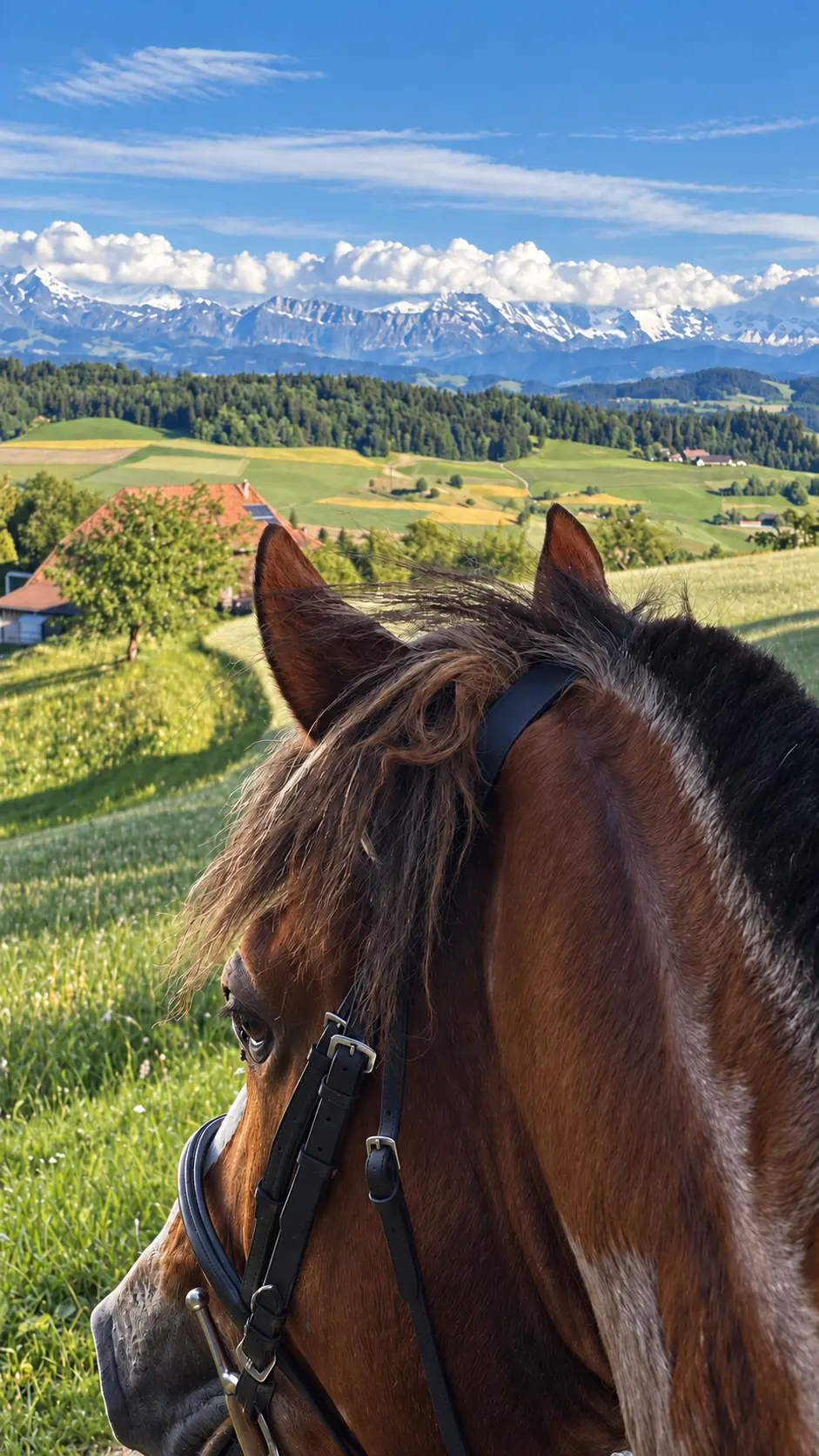 Braunes Pferd vor Schweizer Alpenlandschaft