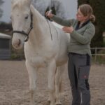 Harmonie Pferd | Pysiotherapie & Training – Galerie 7