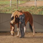 Harmonie Pferd | Pysiotherapie & Training – Galerie 5