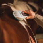 Harmonie Pferd | Pysiotherapie & Training – Galerie 3
