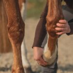 Harmonie Pferd | Pysiotherapie & Training – Galerie 2