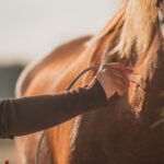 Harmonie Pferd | Pysiotherapie & Training – Galerie 1
