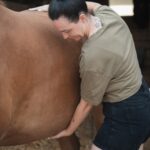 Equisoul - Ganzheitliche Pferdetherapie – Galerie 3