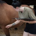 Equisoul - Ganzheitliche Pferdetherapie – Galerie 4